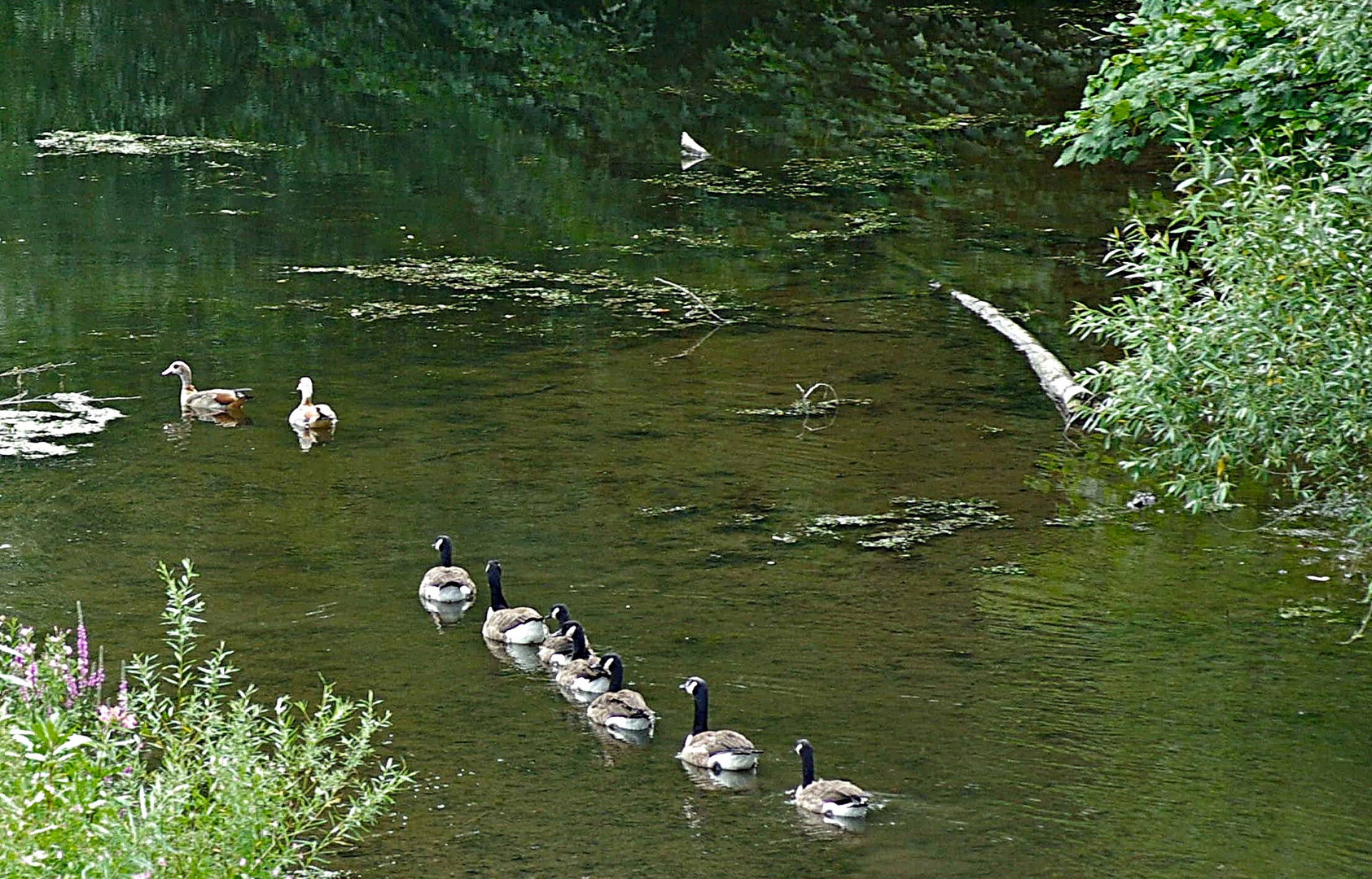 Parade der Canada-Gänse