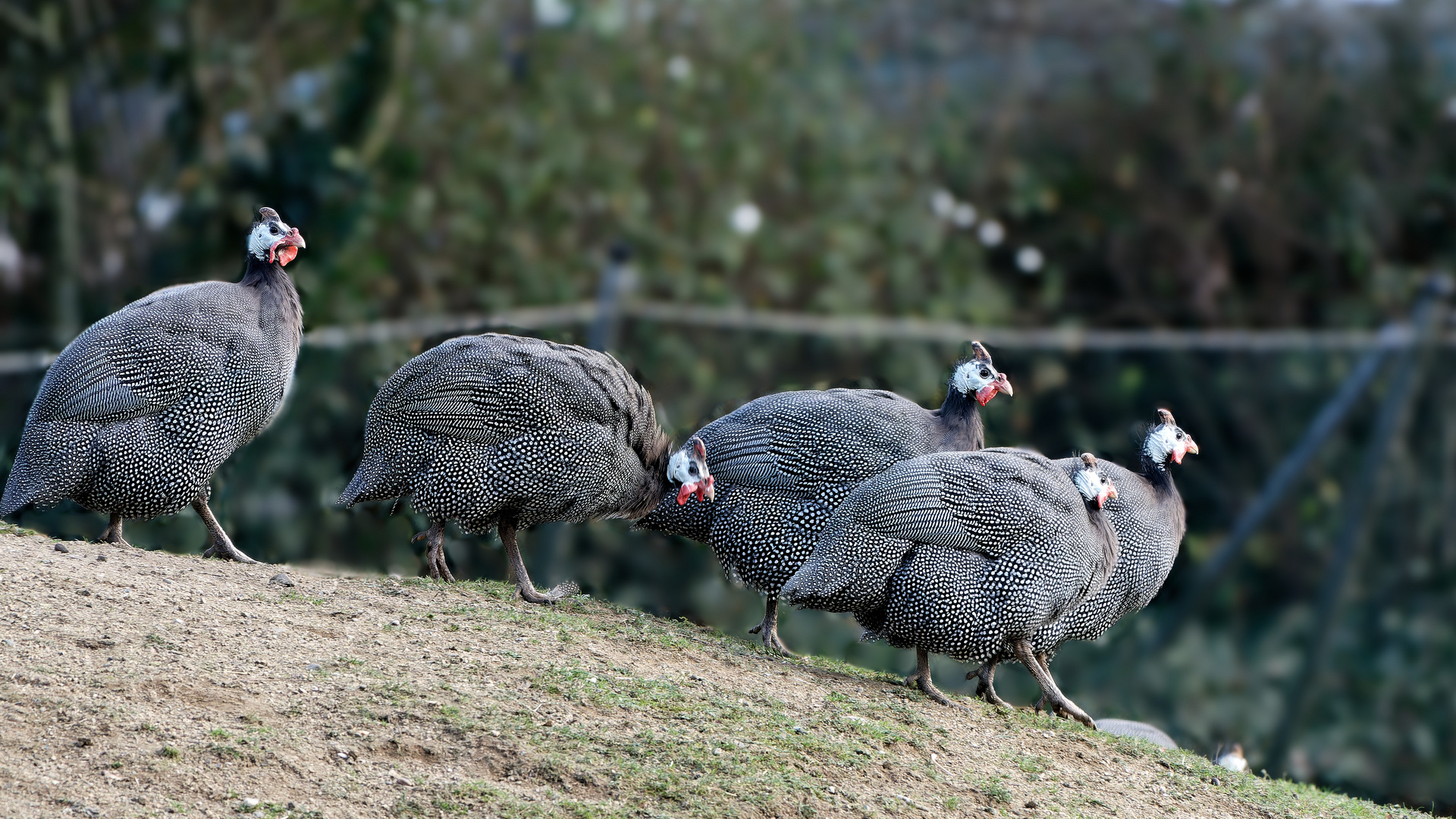 Parade der Helmperlhühner