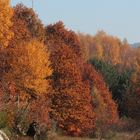 Parade der Herbstfarben