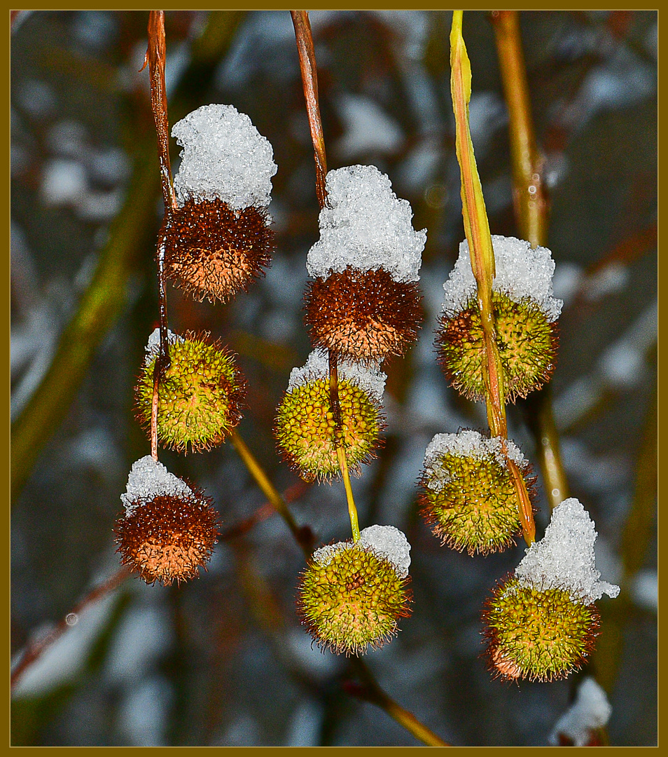 Parade der Kugelfrüchte mit ihren Schneehäubchen