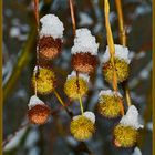 Parade der Kugelfrüchte mit ihren Schneehäubchen