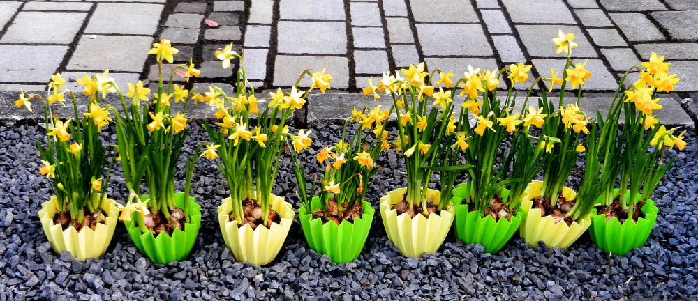 Parade der Osterglocken