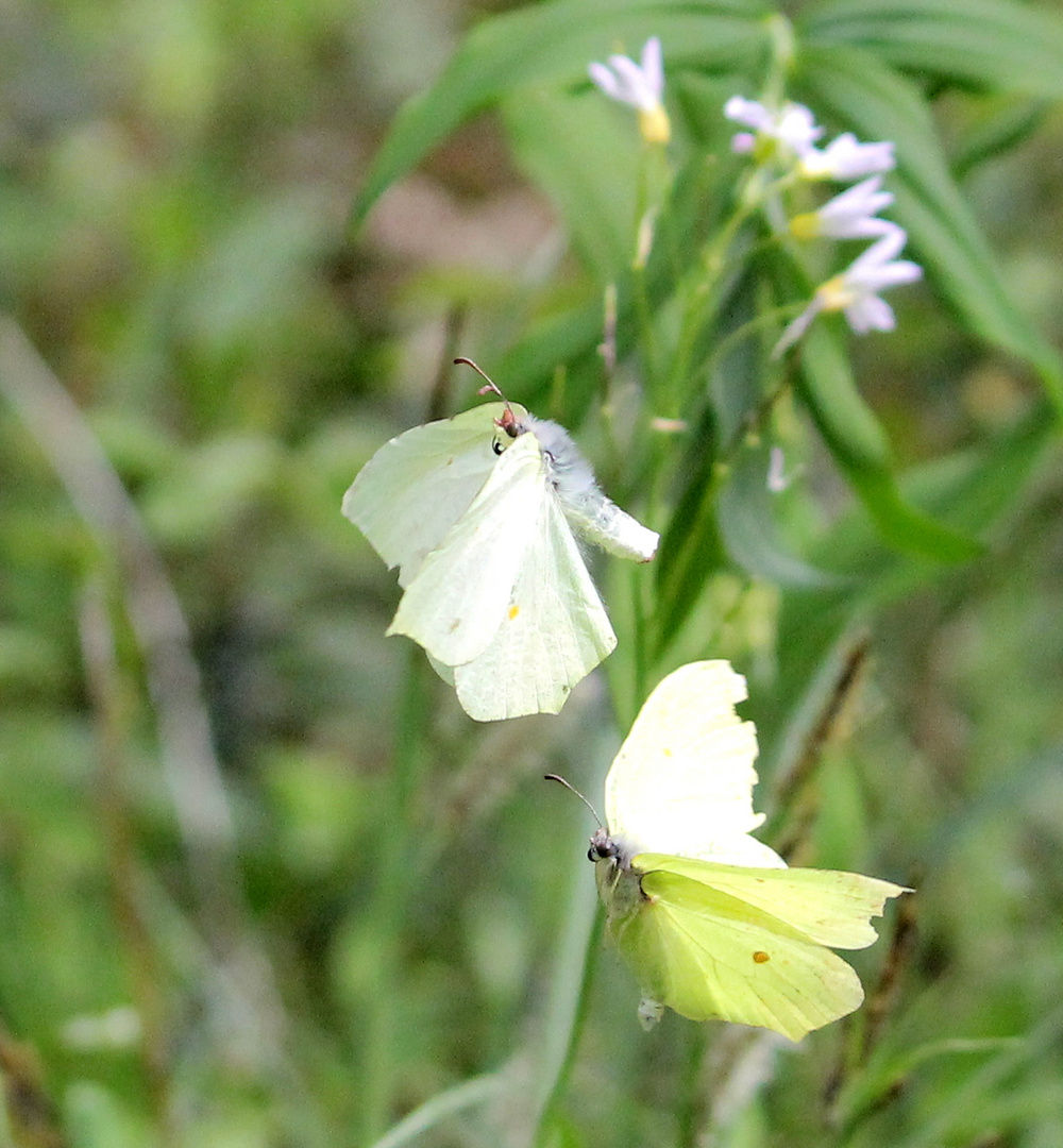 parade des papillons