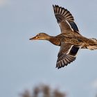 Parade in flight