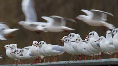 Parade mit Überflug .... .