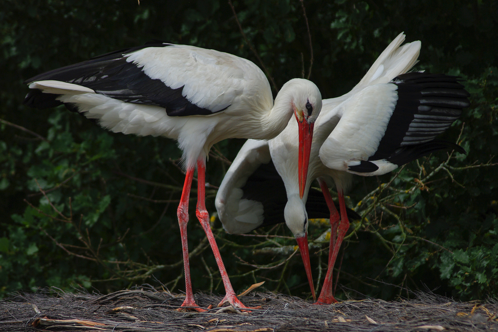 Parade nuptiale ( Ciconia ciconia, cigogne blanche)