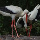 Parade nuptiale ( Ciconia ciconia, cigogne blanche)