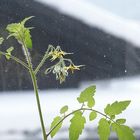 Paradeisblüte vor winterlichem Hintergrund