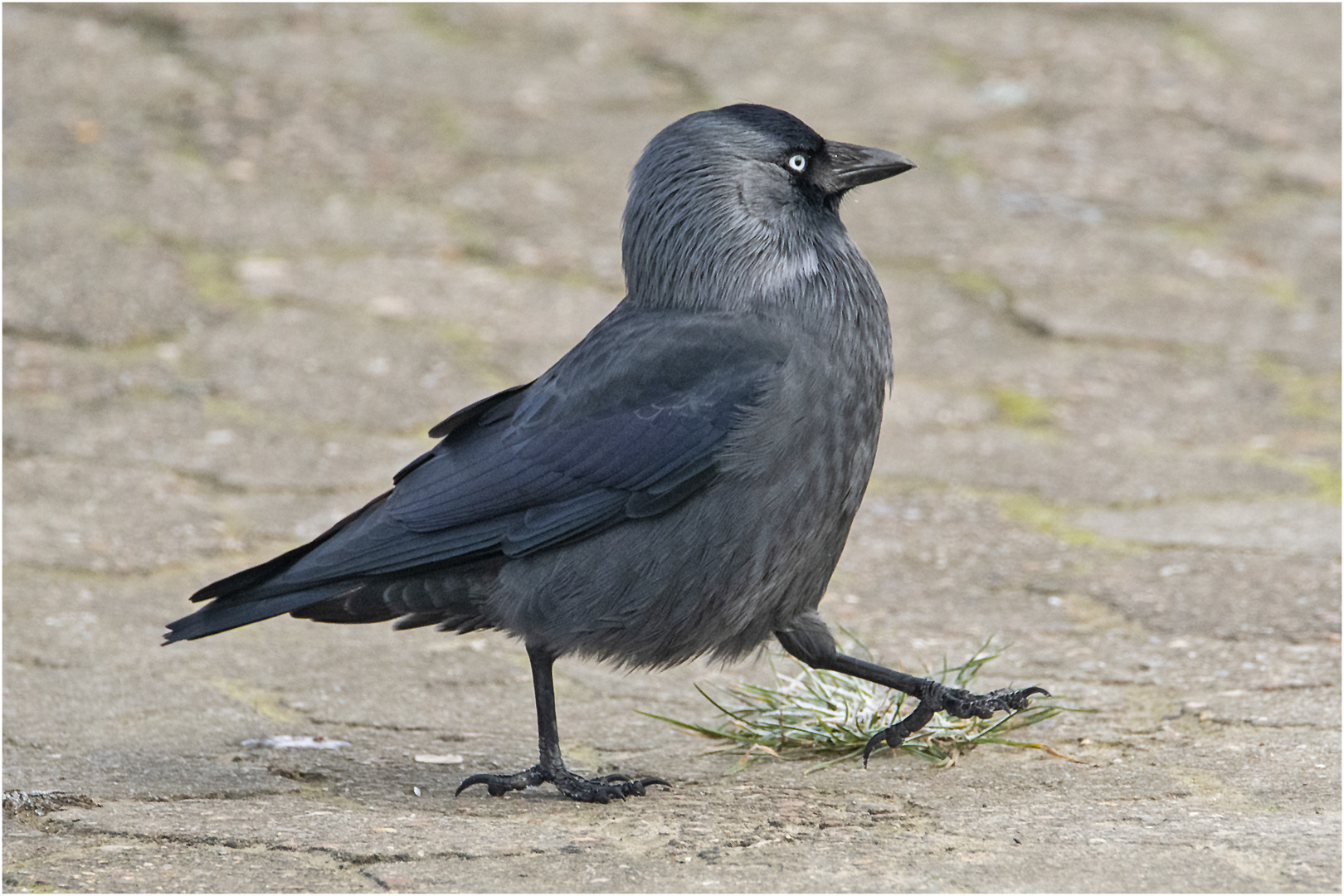 "Parademarsch" - Als würde die Dohle (Corvus monedula) . . .