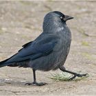 "Parademarsch" - Als würde die Dohle (Corvus monedula) . . .