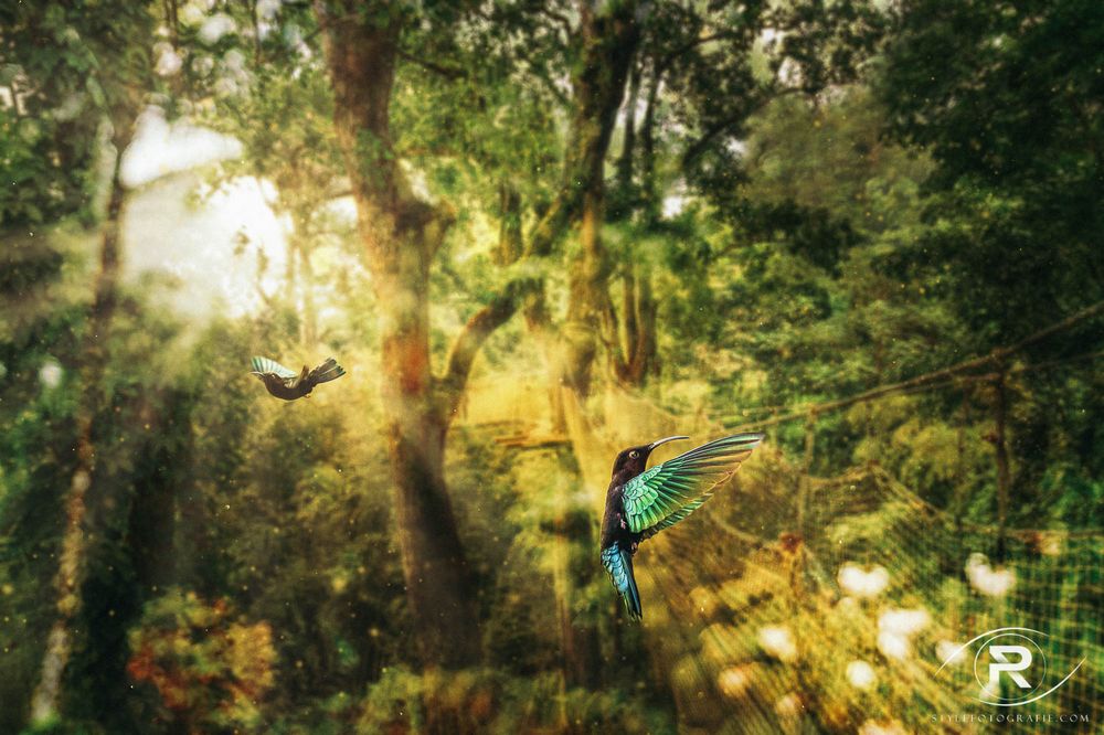 Paradies Foto &amp; Bild | wald, natur, landschaft Bilder auf fotocommunity
