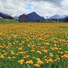 Paradies Allgäu leuchtet Gelb