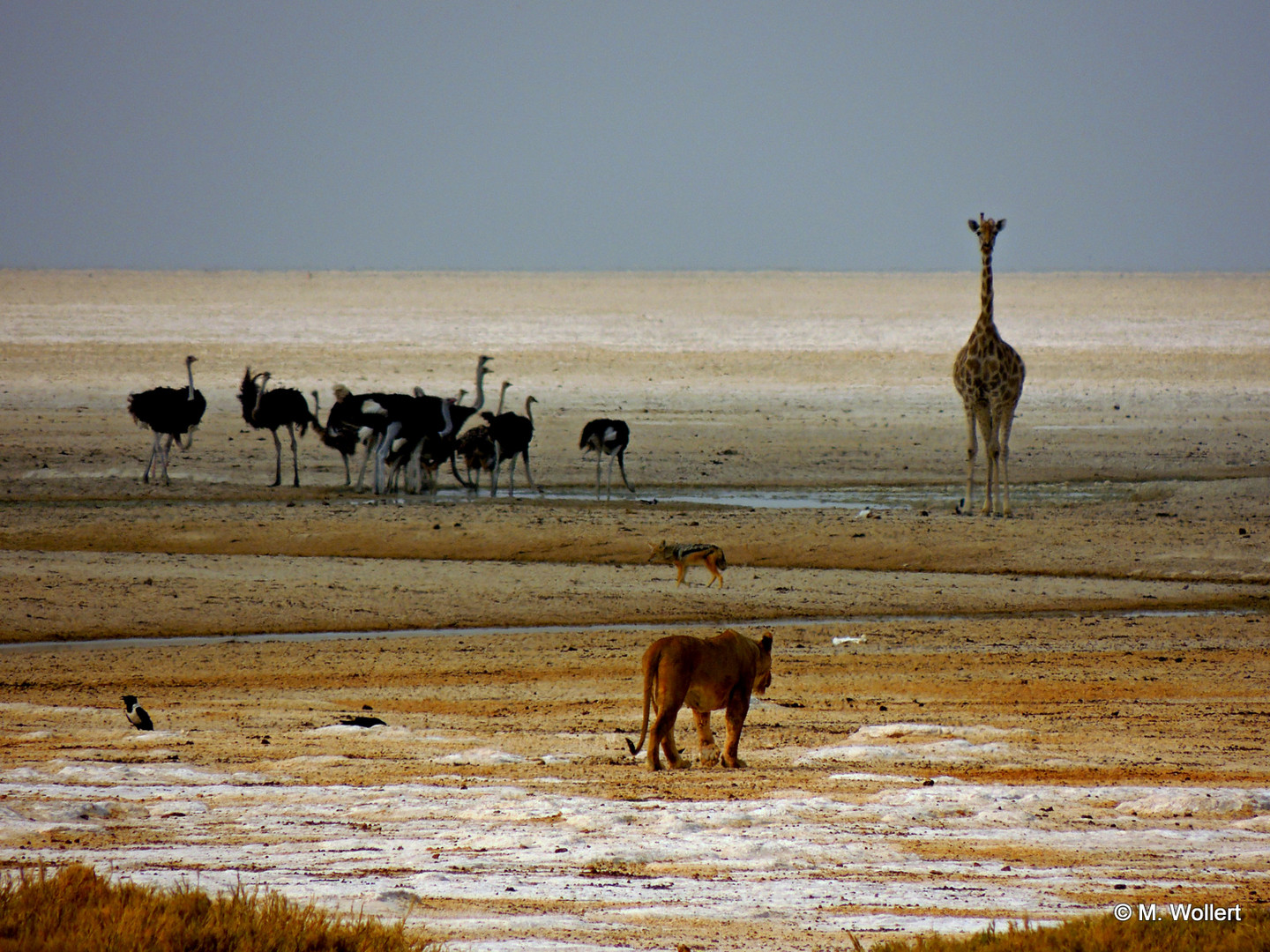 Paradies am Rande der Etosha Pfanne