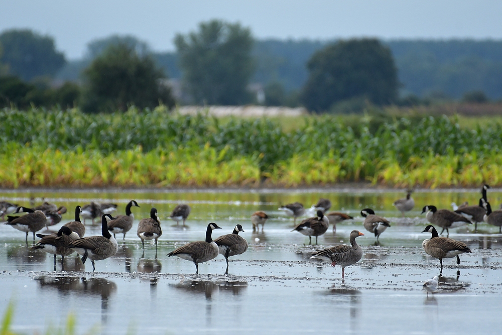 Paradies auf Zeit: Die Gänse