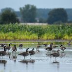 Paradies auf Zeit: Die Gänse