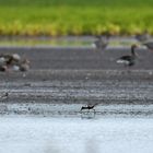 Paradies auf Zeit: Kiebitzregenpfeifer und Flußregenpfeifer