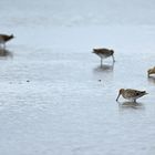 Paradies auf Zeit: Vier Bekassinen