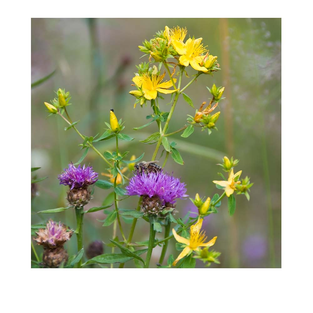 Paradies Blumenwiese