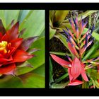 Paradies der Bromelien