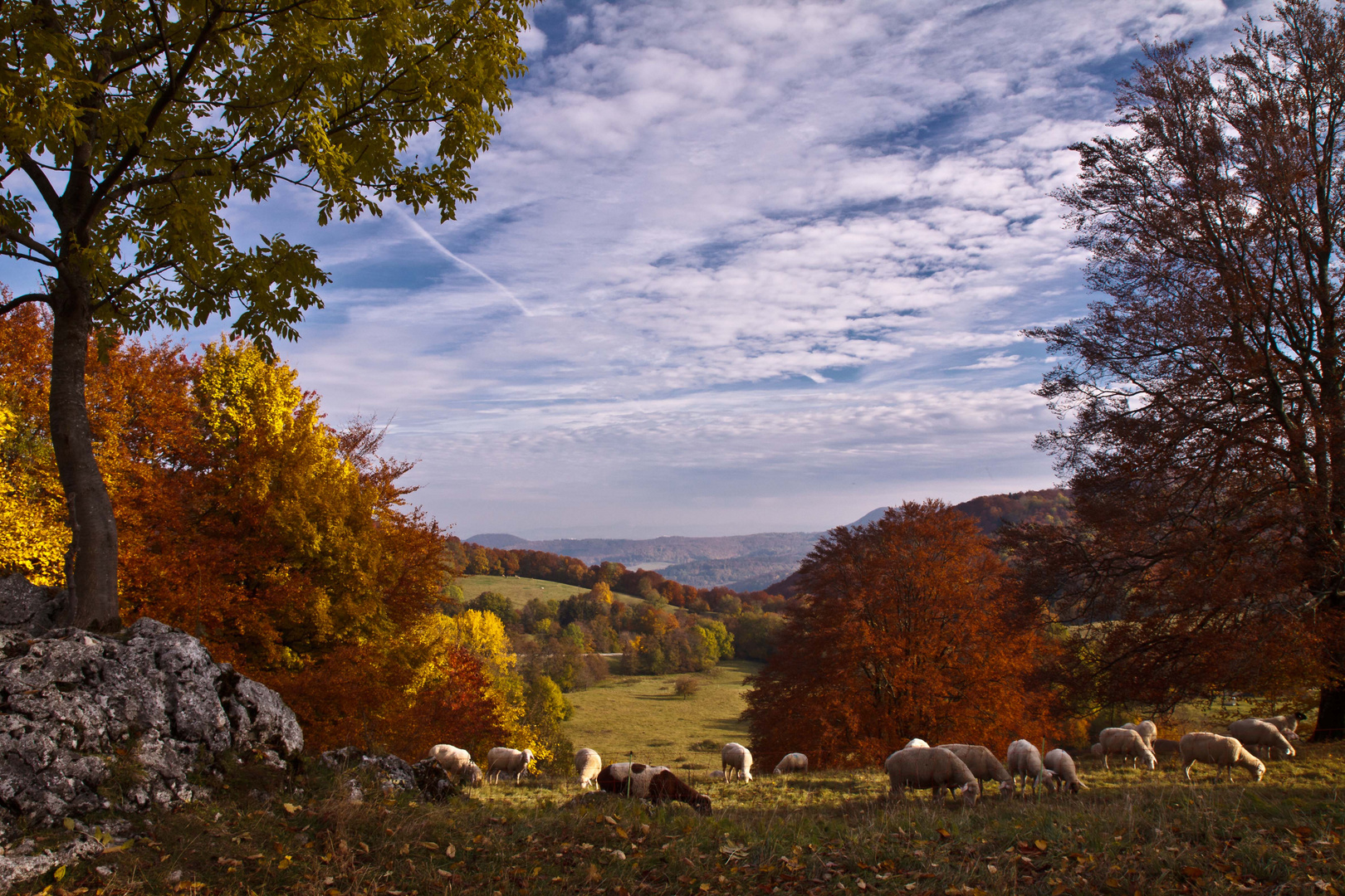 Paradies der Schafe