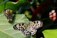 Paradies der Schmetterlinge (5)