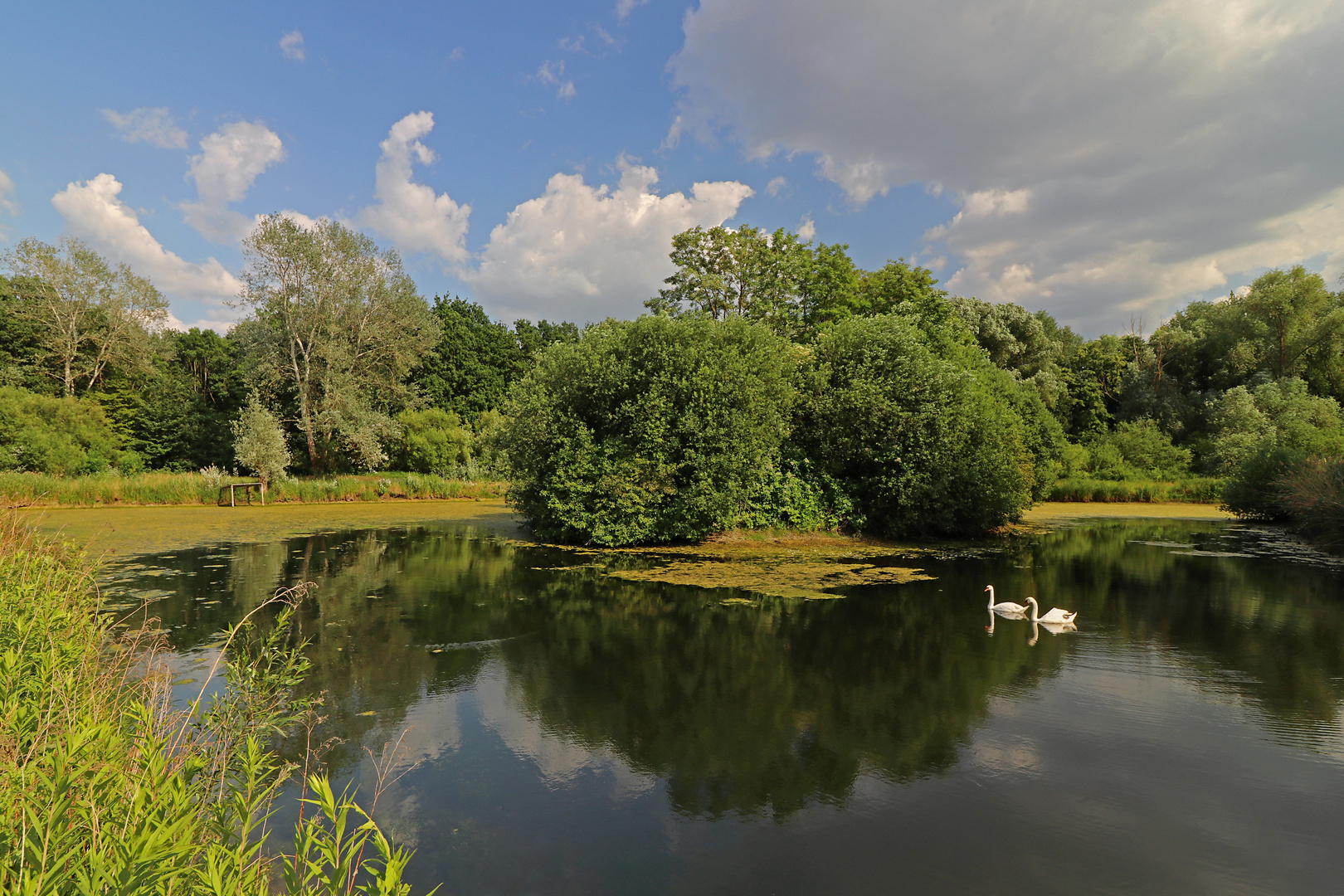 Paradies der Schwäne