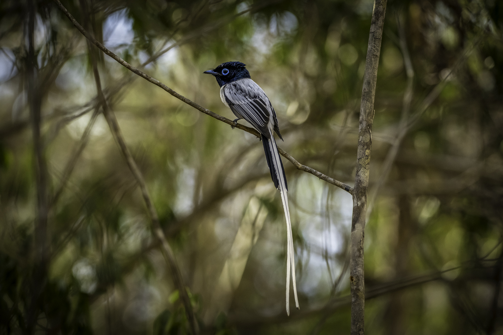 PARADIES FLYCATCHER