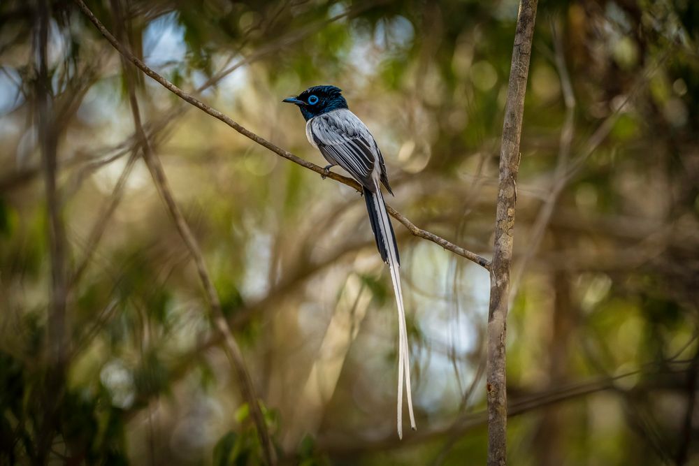 PARADIES FLYCATCHER