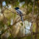 PARADIES FLYCATCHER