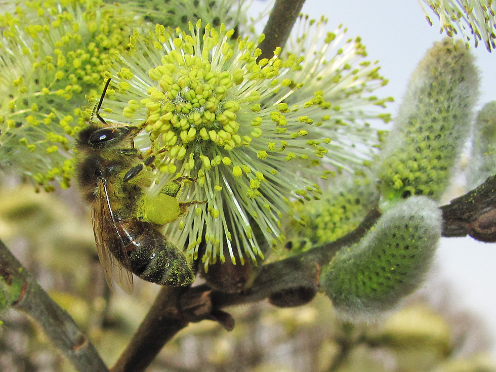 Paradies für Bienen