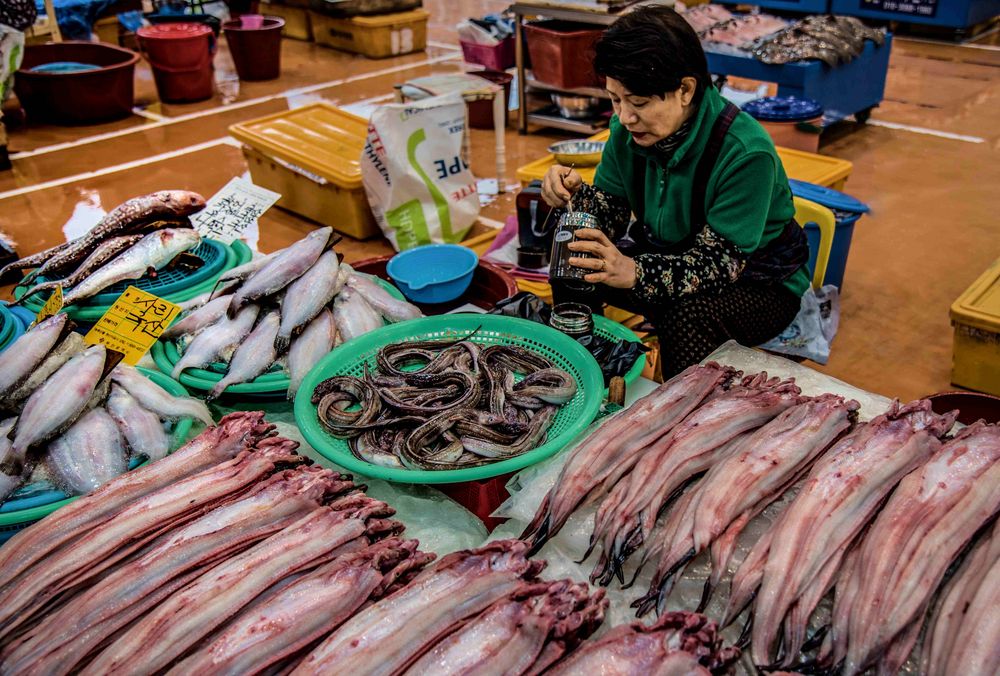 Paradies für Fischliebhaber in Busan