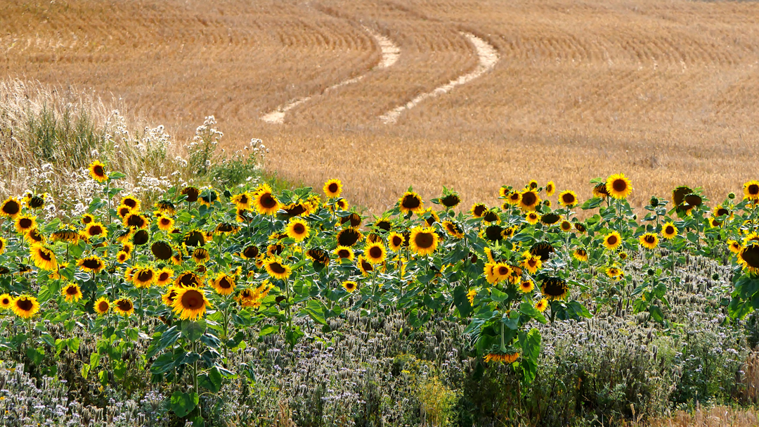 Paradies für Insekten