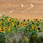 Paradies für Insekten