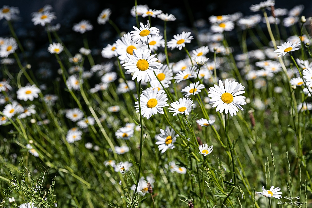 Paradies für Insekten