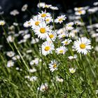 Paradies für Insekten