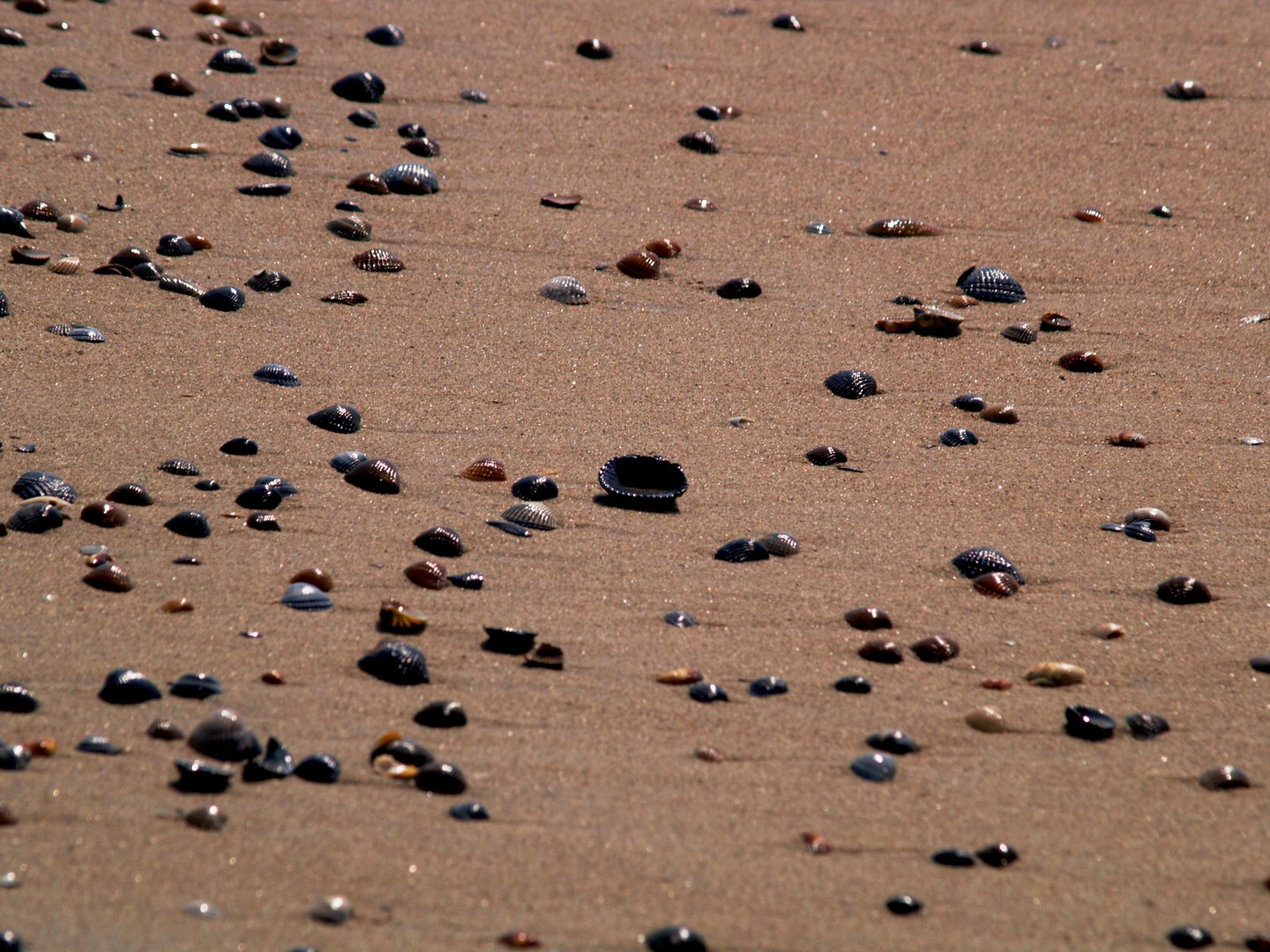 Paradies für Muschelsammler