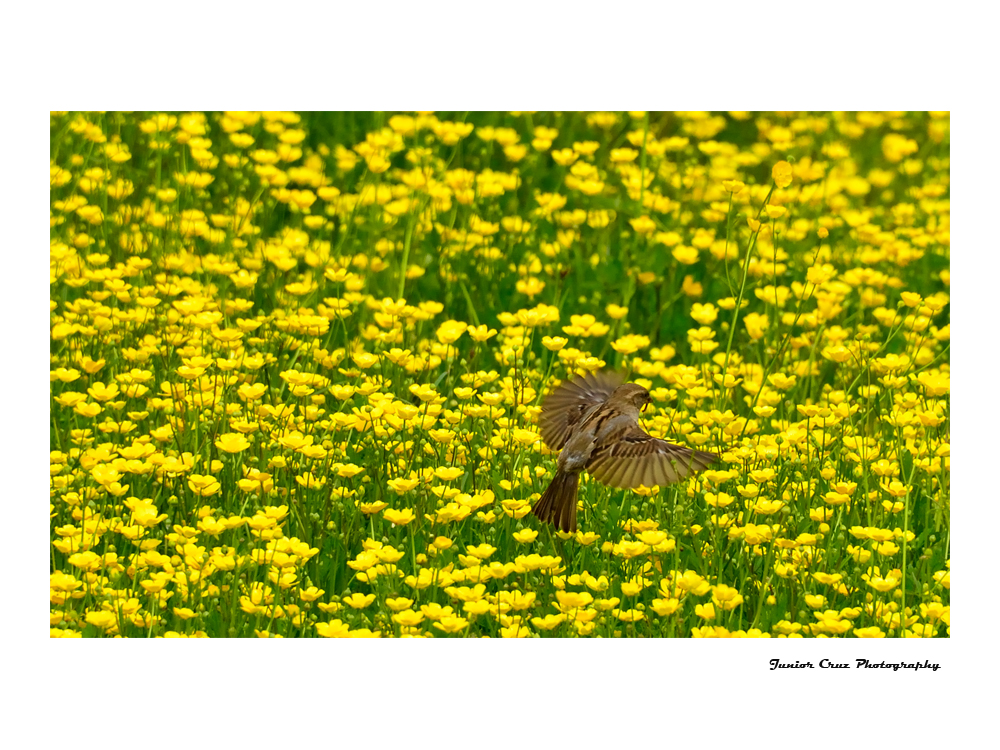 Paradies für Vögel