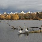 Paradies für Wasservögel