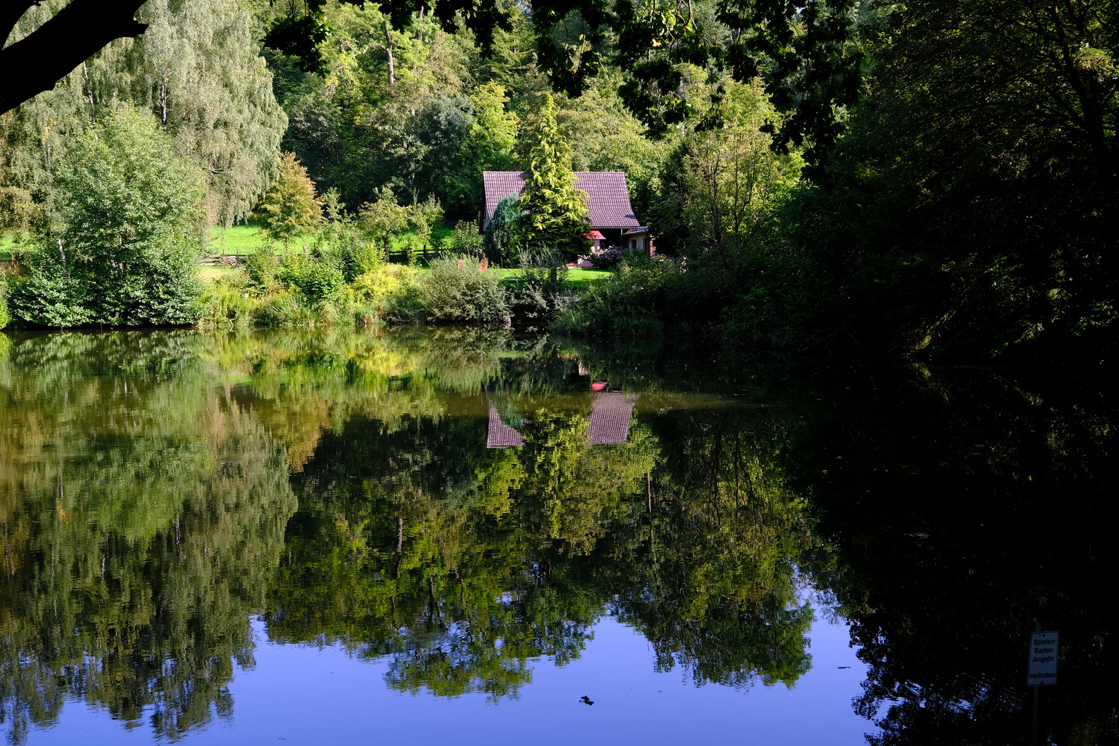 Paradies im Teich