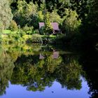 Paradies im Teich