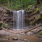 Paradies im Wald