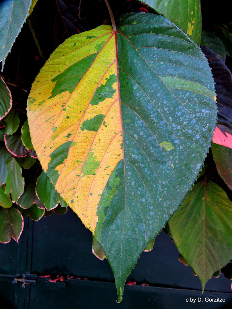 Paradies Nesselblatt – Acalypha wilkesiana !