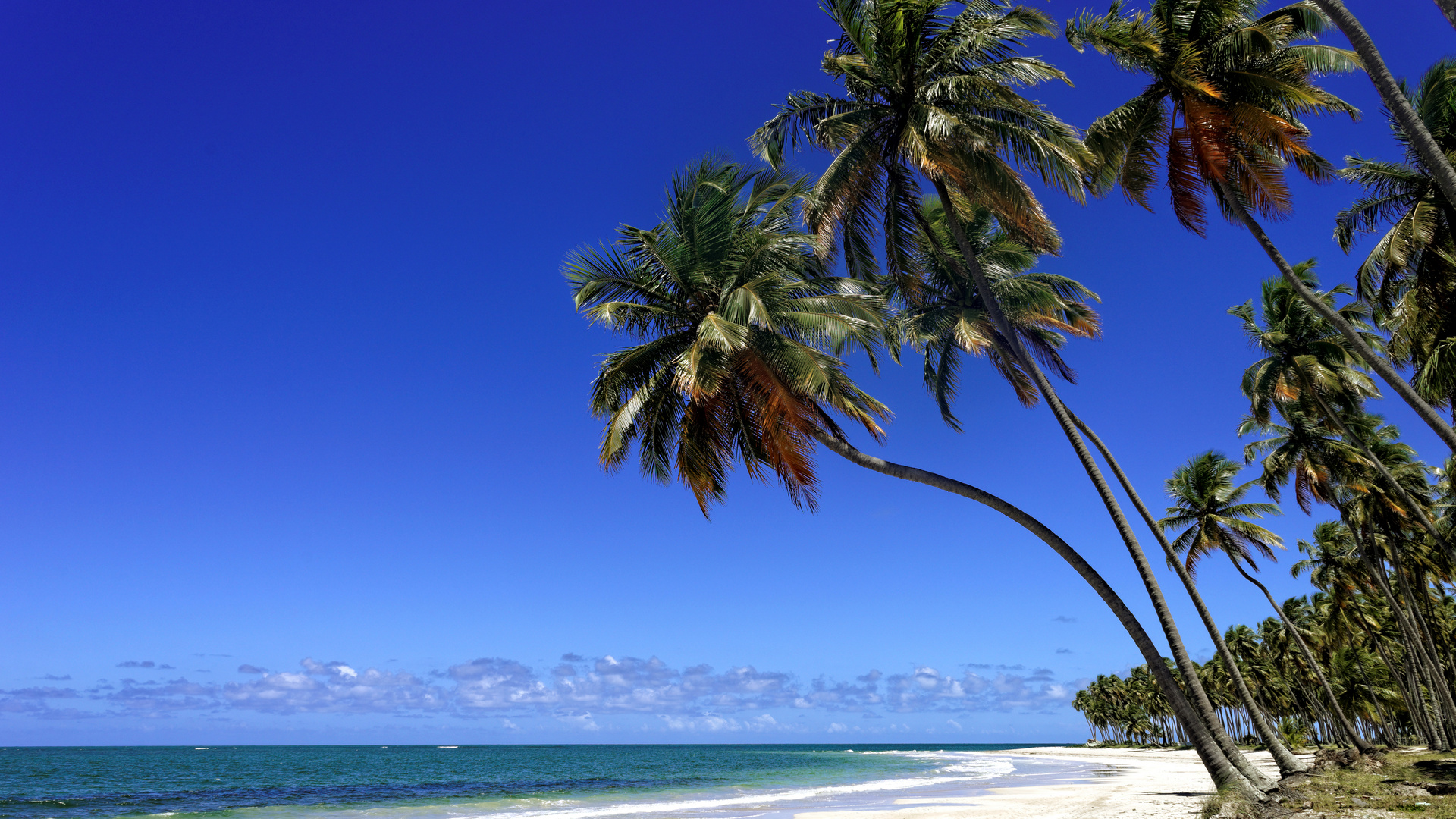 Paradies - Praia dos carneiros - Brasil