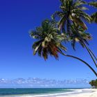 Paradies - Praia dos carneiros - Brasil