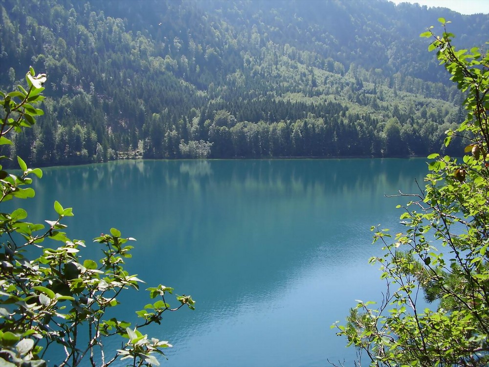 Paradies unterhalb vom Schloß Neuschwanstein