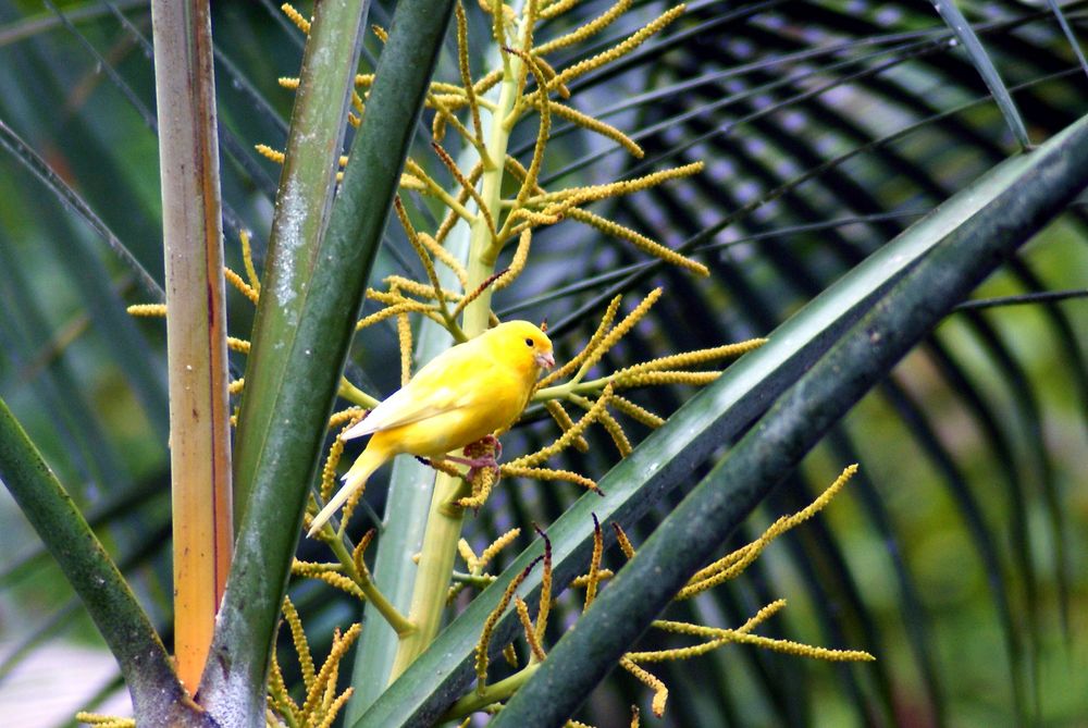 Paradies Vogel