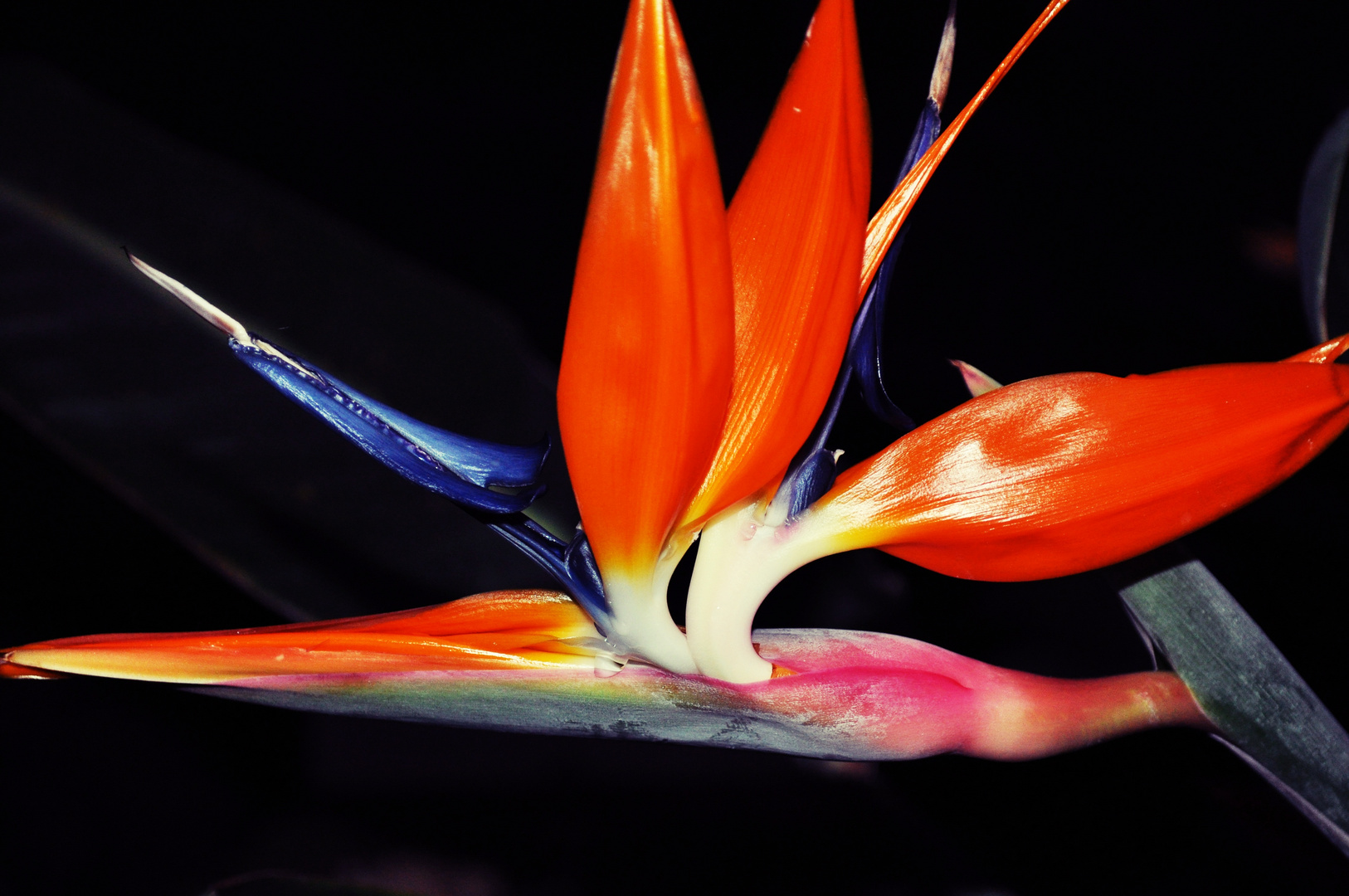 Paradies-Vogel-Blüte Foto &amp; Bild | pflanzen, pilze &amp; flechten, blüten ...