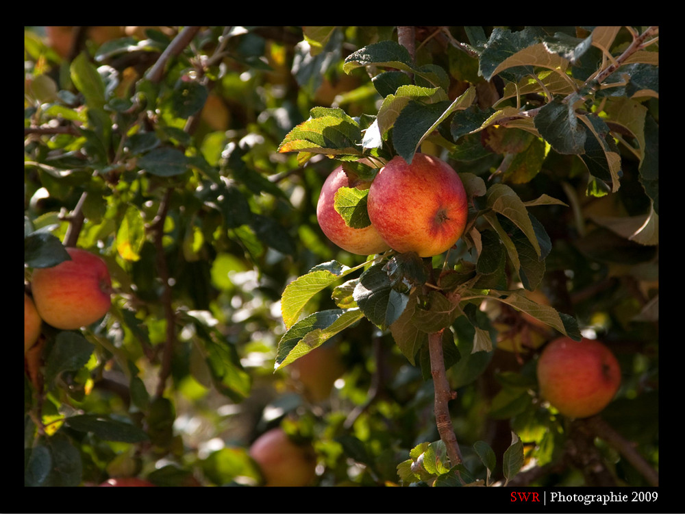 Paradiesapfel Foto &amp; Bild | pflanzen, pilze &amp; flechten, früchte und ...