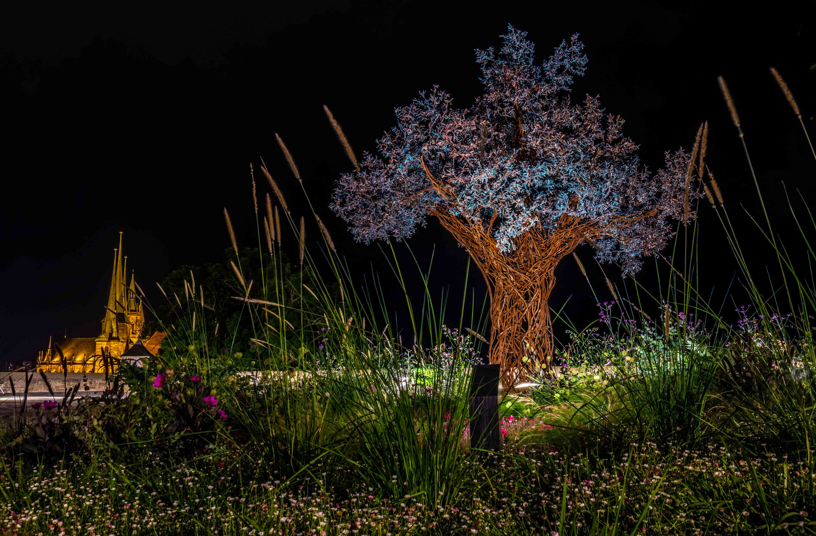 Paradiesbaum auf dem Erfurter Petersberg bei Nacht.