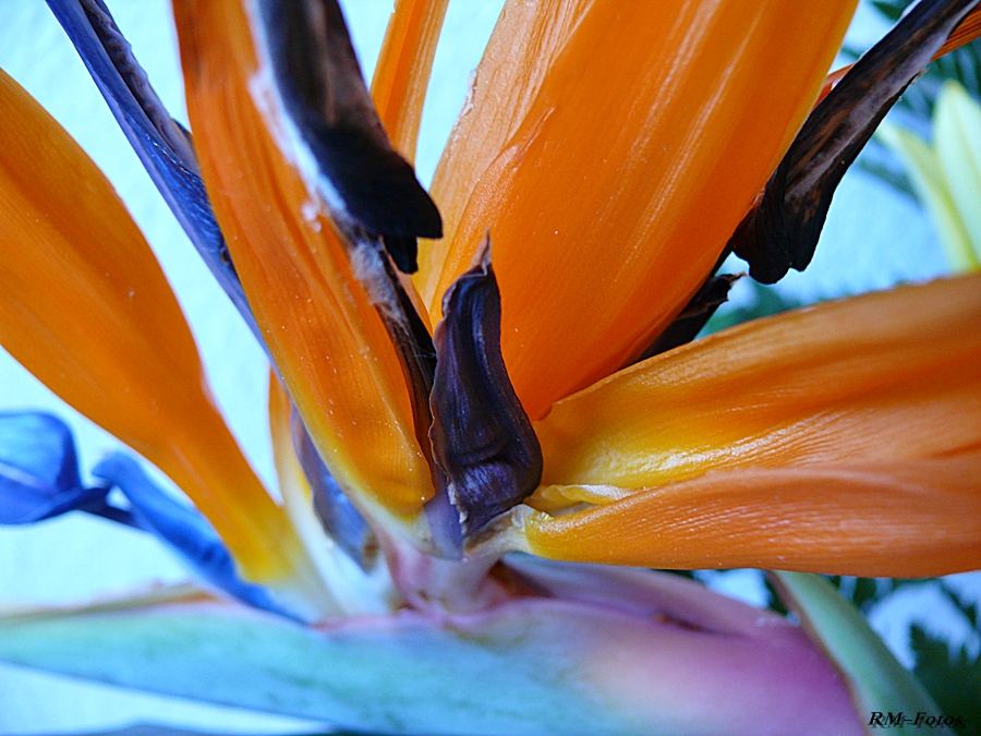 Paradiesblumen-Detail